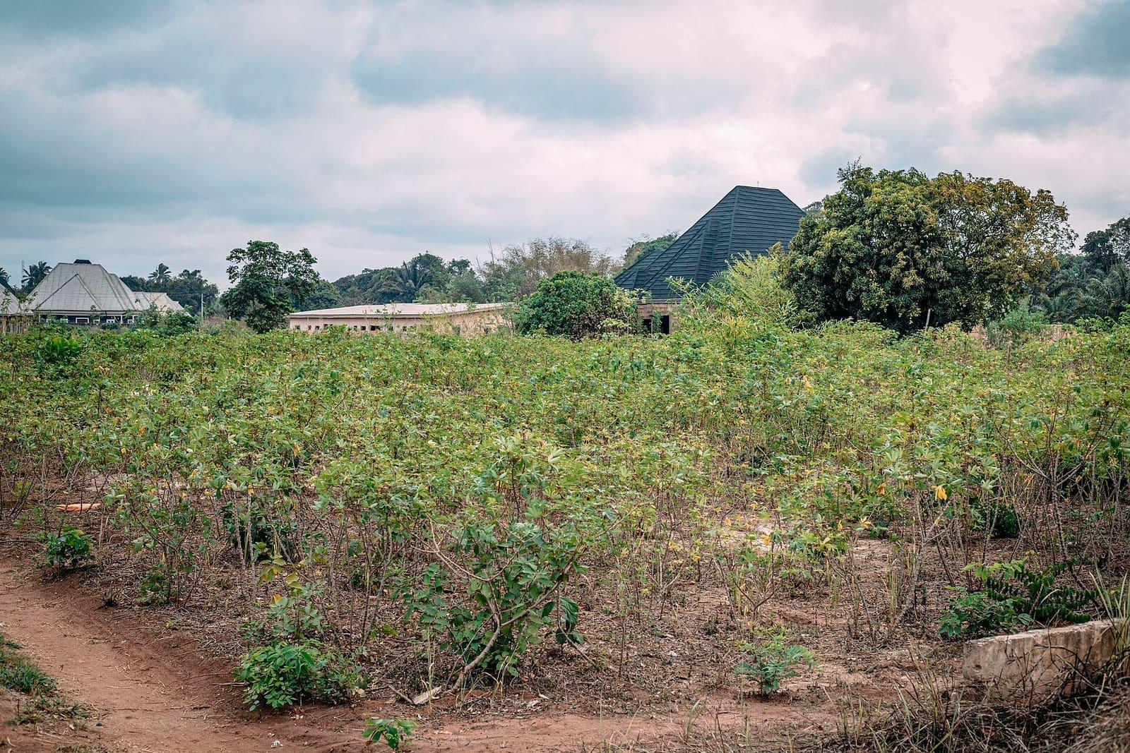 A cassava farm with mature plants in cultivated rows