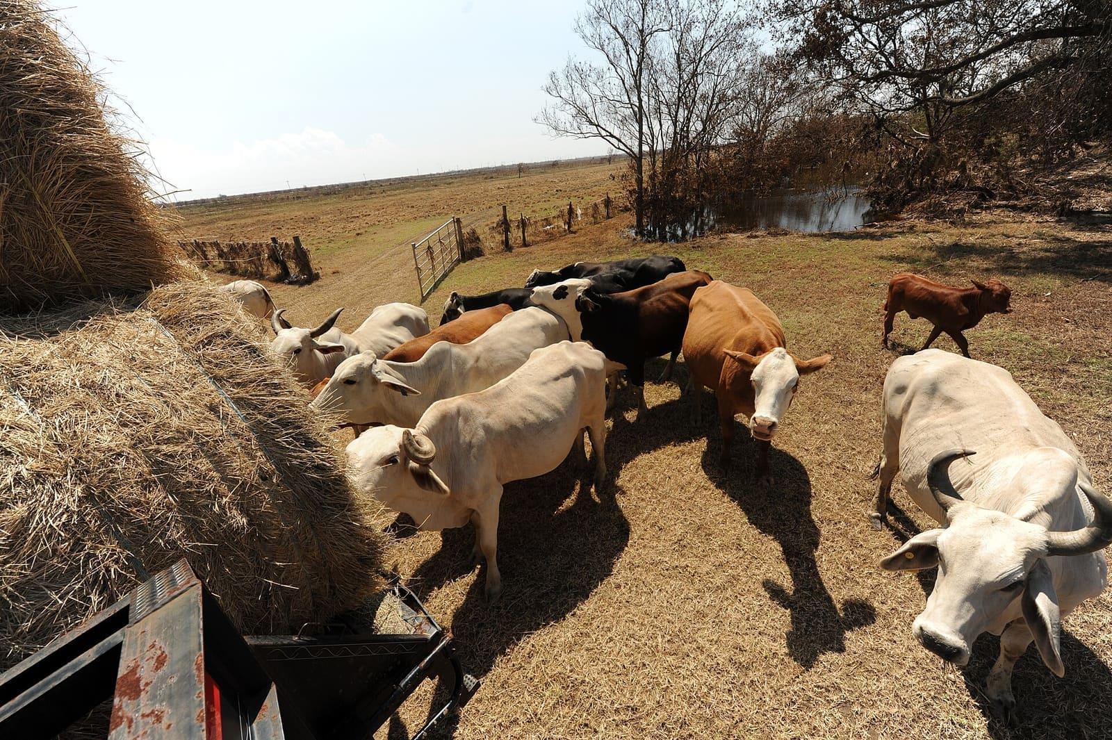Cattle feeding on fresh hay at a feeding station