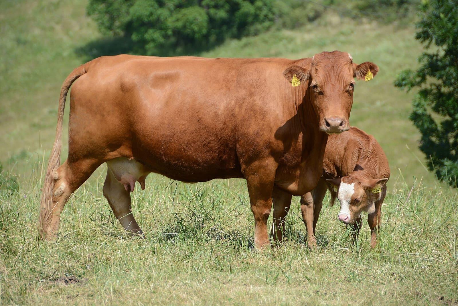 A cow with her calf standing together on green pasture