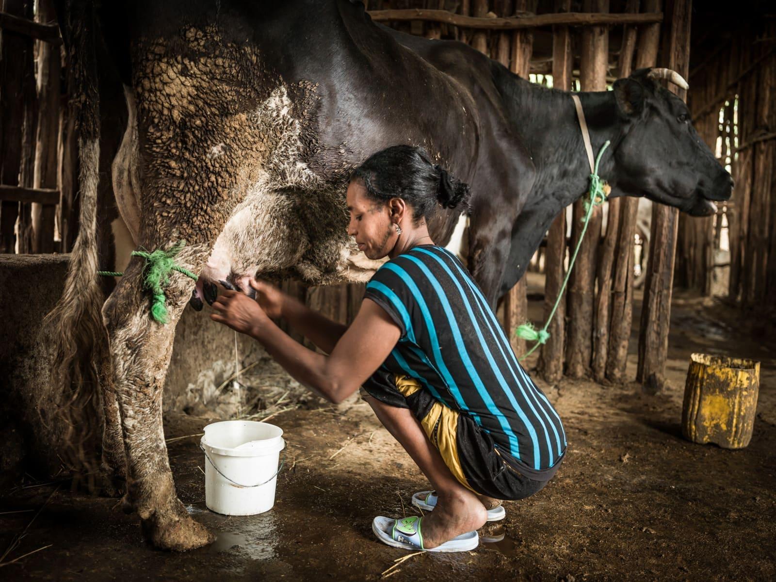 A woman milking a cow by hand on a smallholder farm