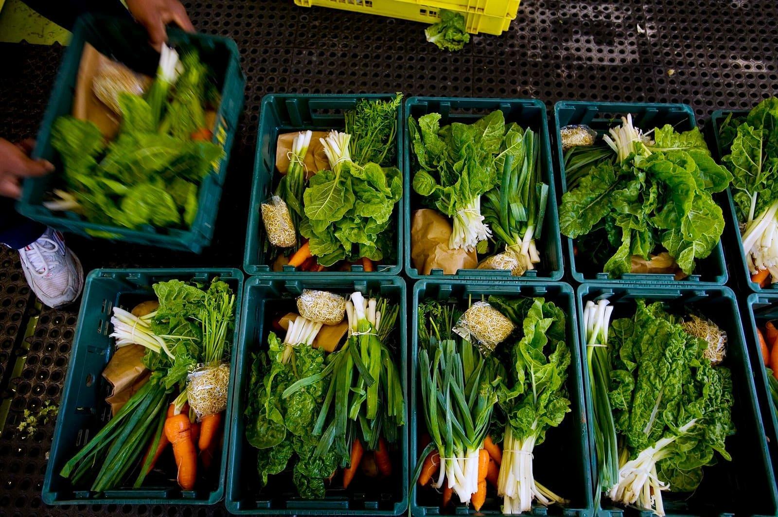 Freshly harvested vegetables crated on a mixed farm