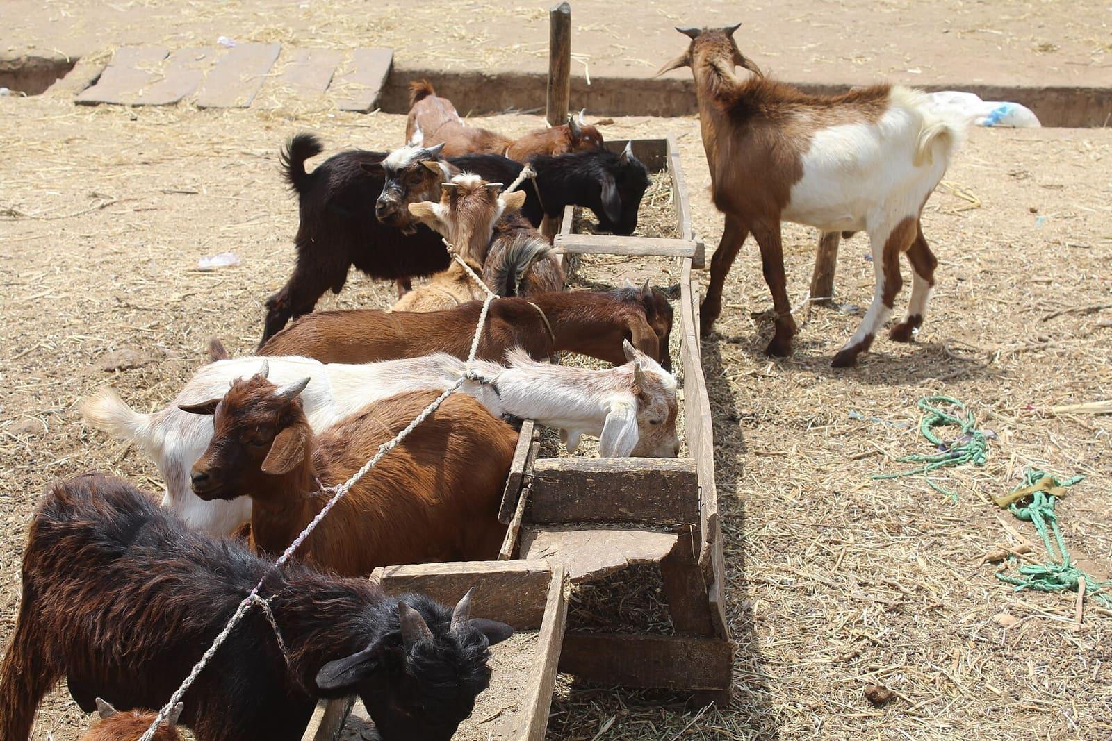 Goats penned at a livestock market in Kaduna State, Nigeria