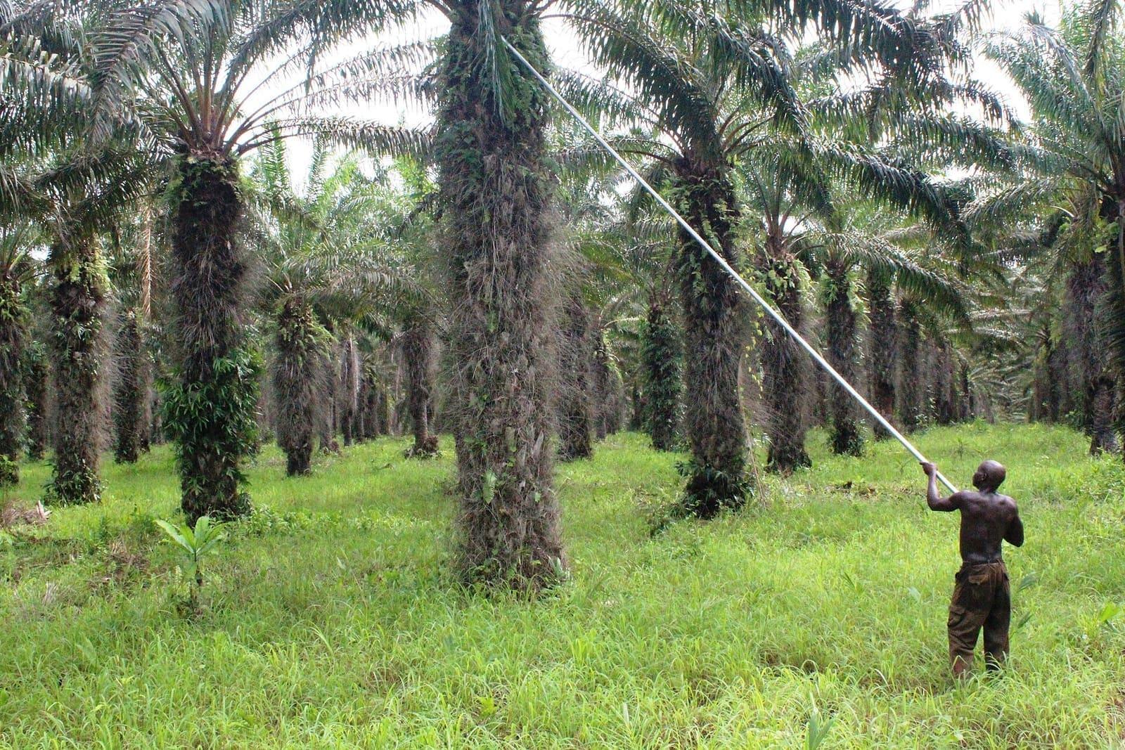 A worker harvesting fruit bunches in an oil palm plantation