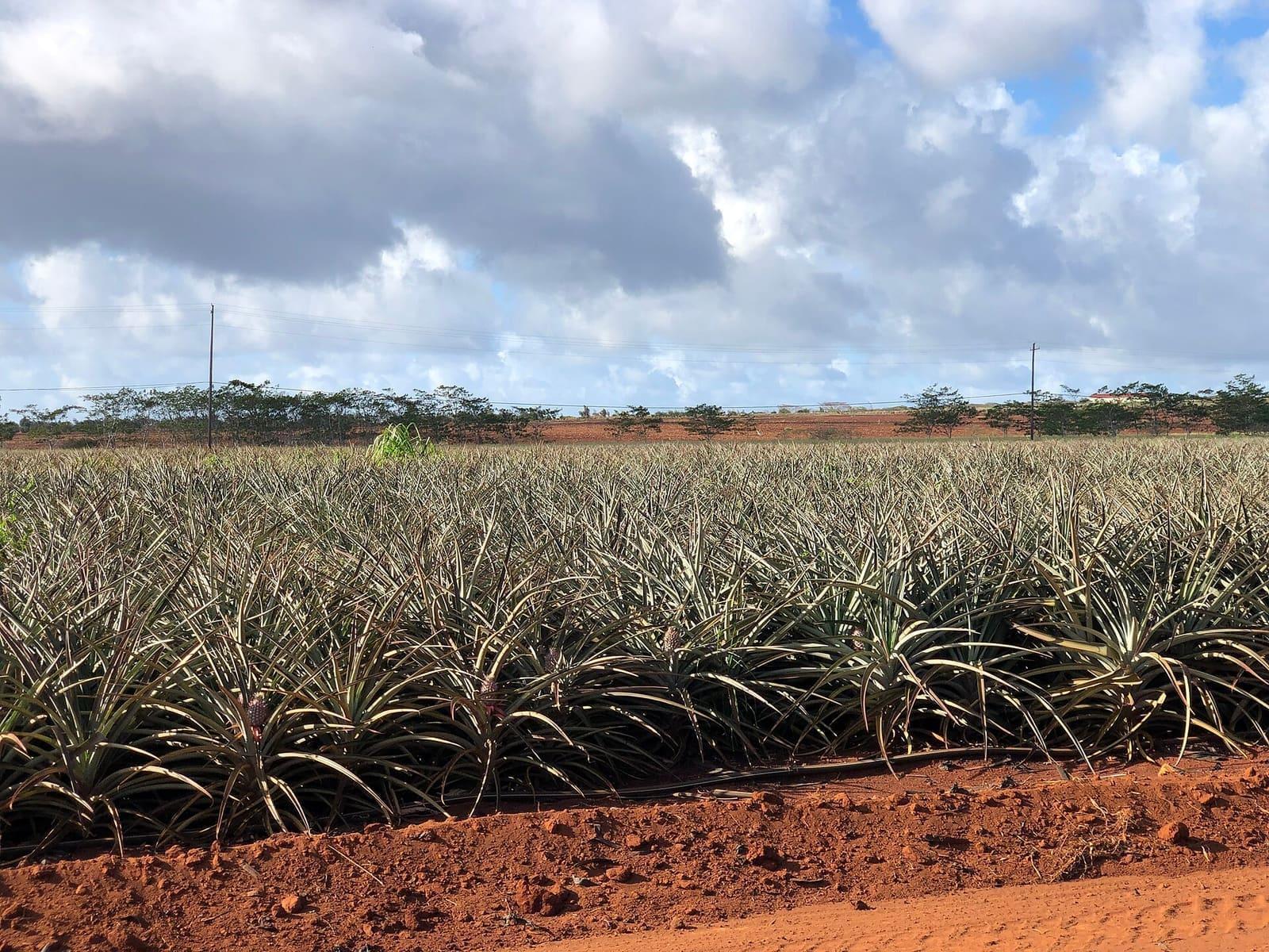 Rows of pineapple plants across a commercial field