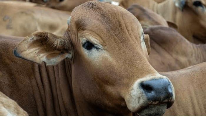 A healthy Zebu cow in a well-kept herd, close up