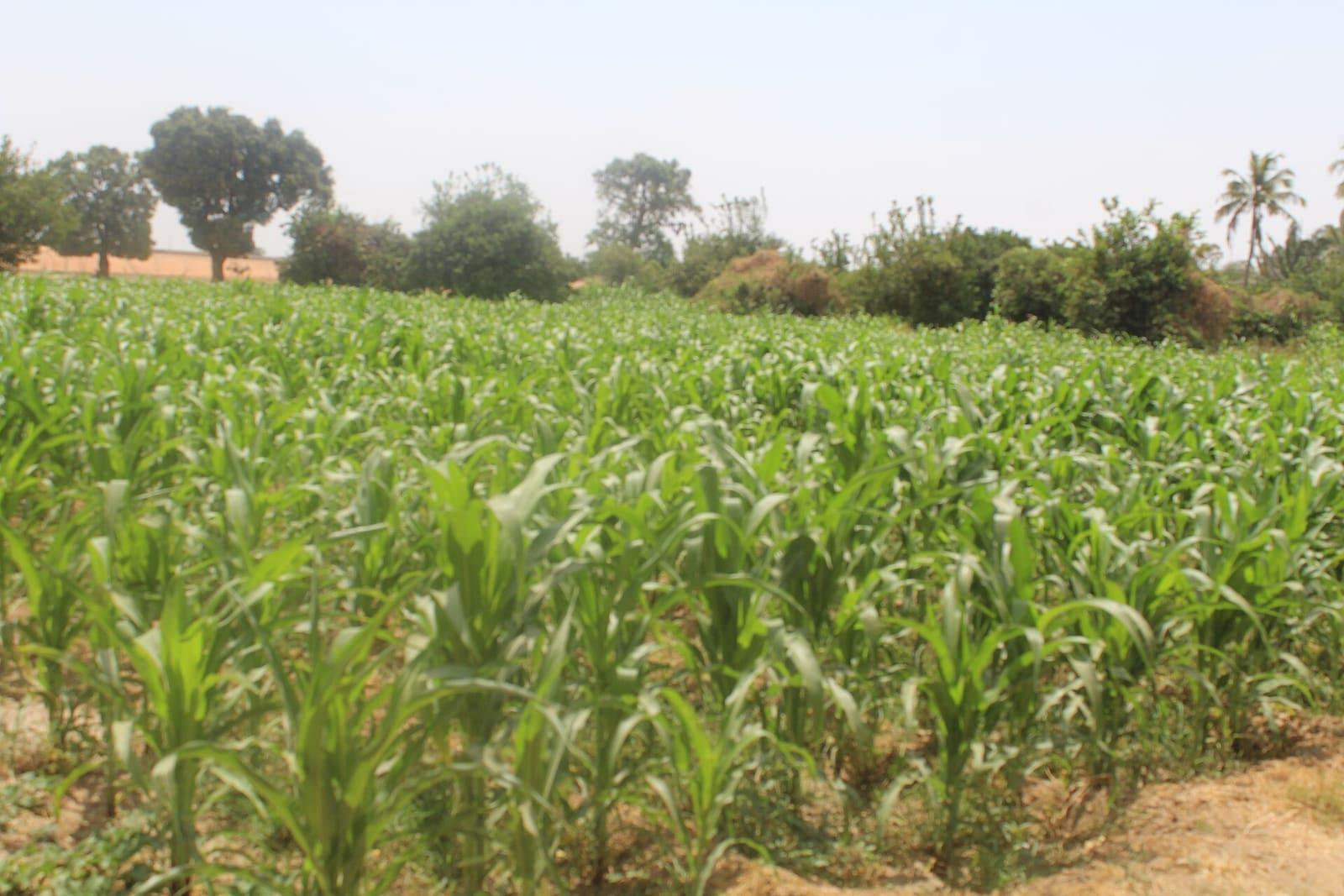 Maize growing in cultivated rows on a farm in Kaduna, Nigeria