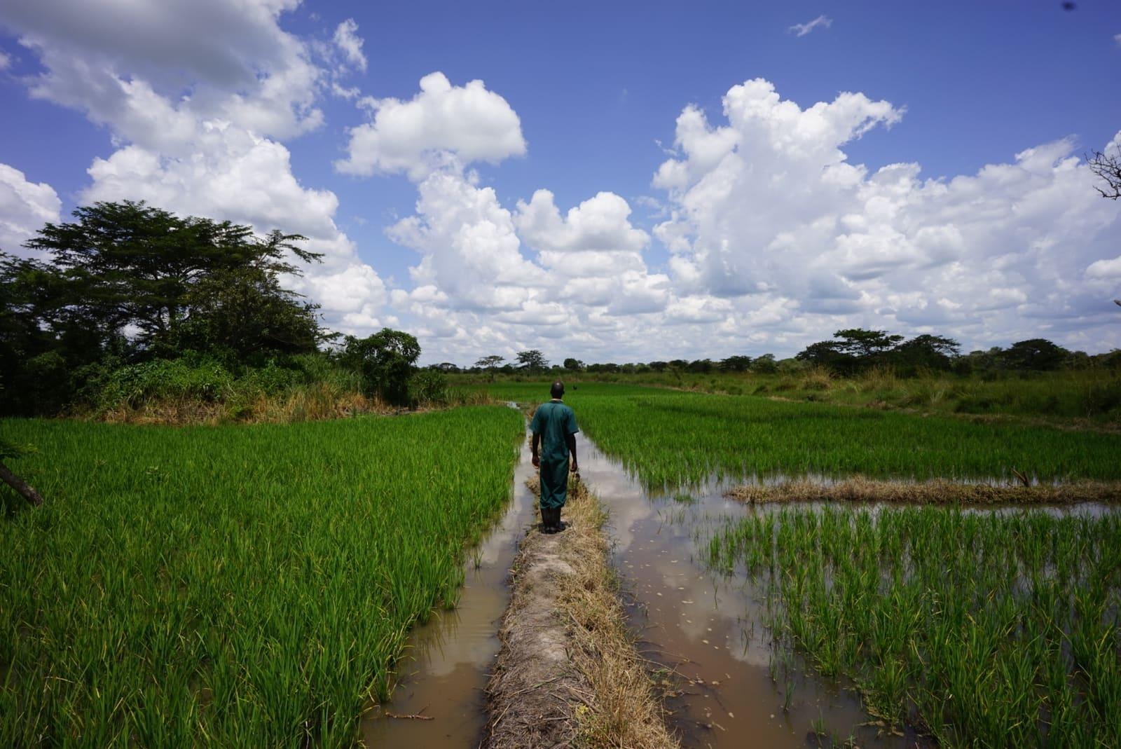 An agronomist inspecting a green rice field