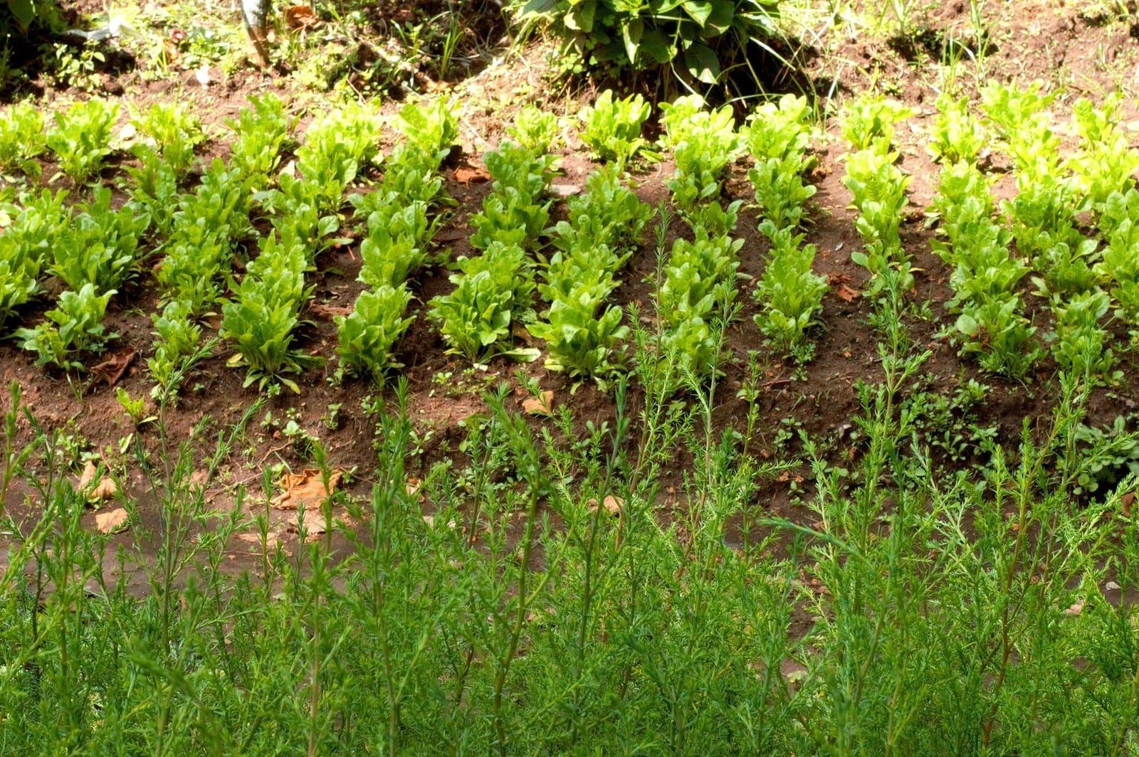 Seedlings growing in nursery beds ready for transplanting