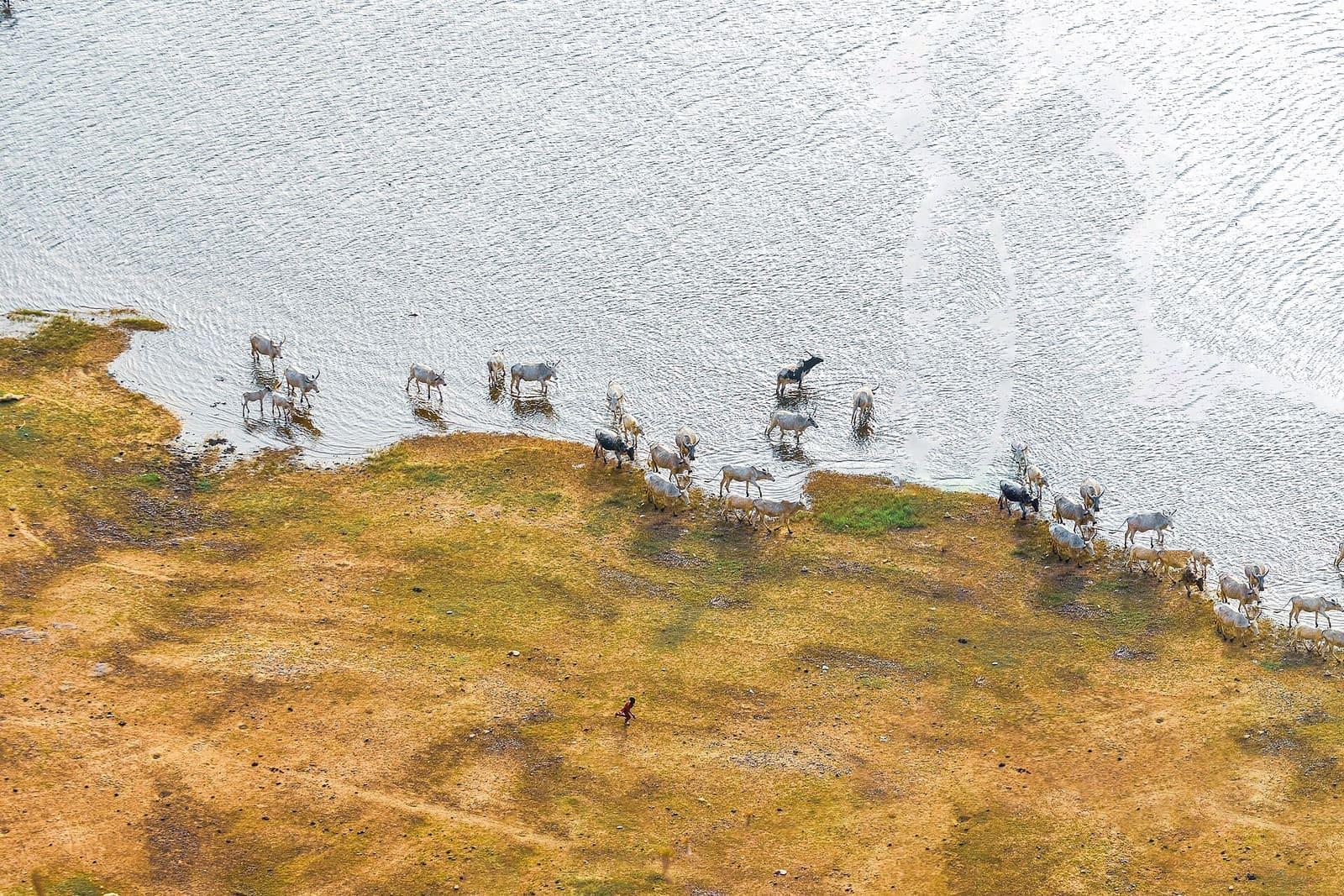White cattle grazing at the water's edge at Gubi Dam, Nigeria