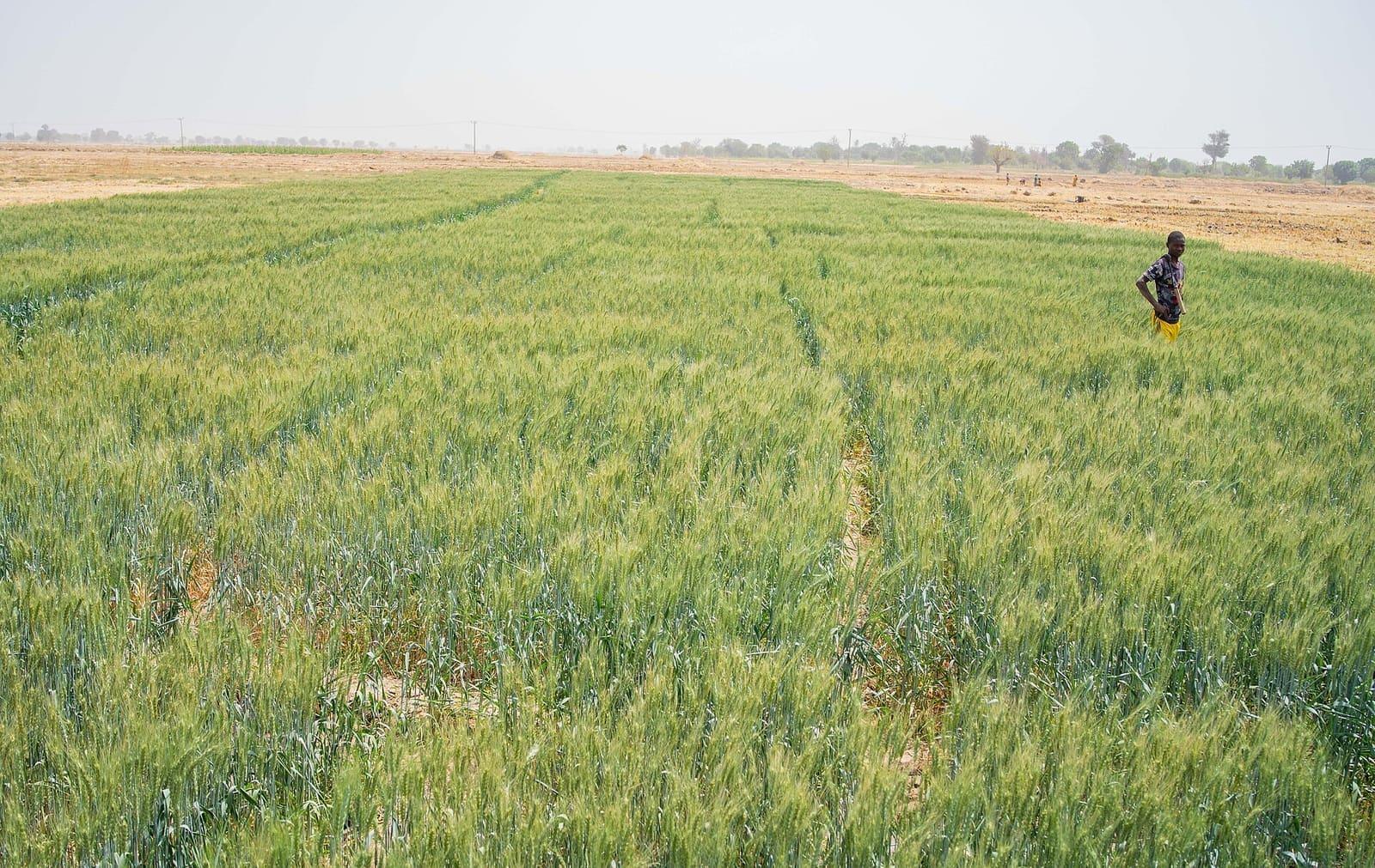 A young farmer standing in a green cereal field on a Nigerian farm