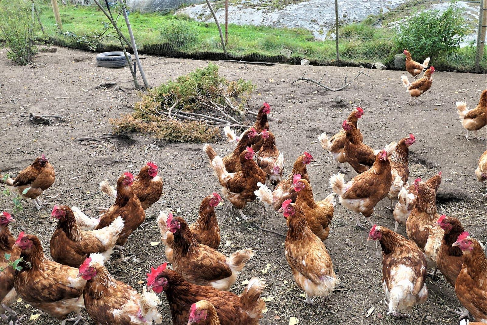 Free-range chickens foraging on grass outside their housing