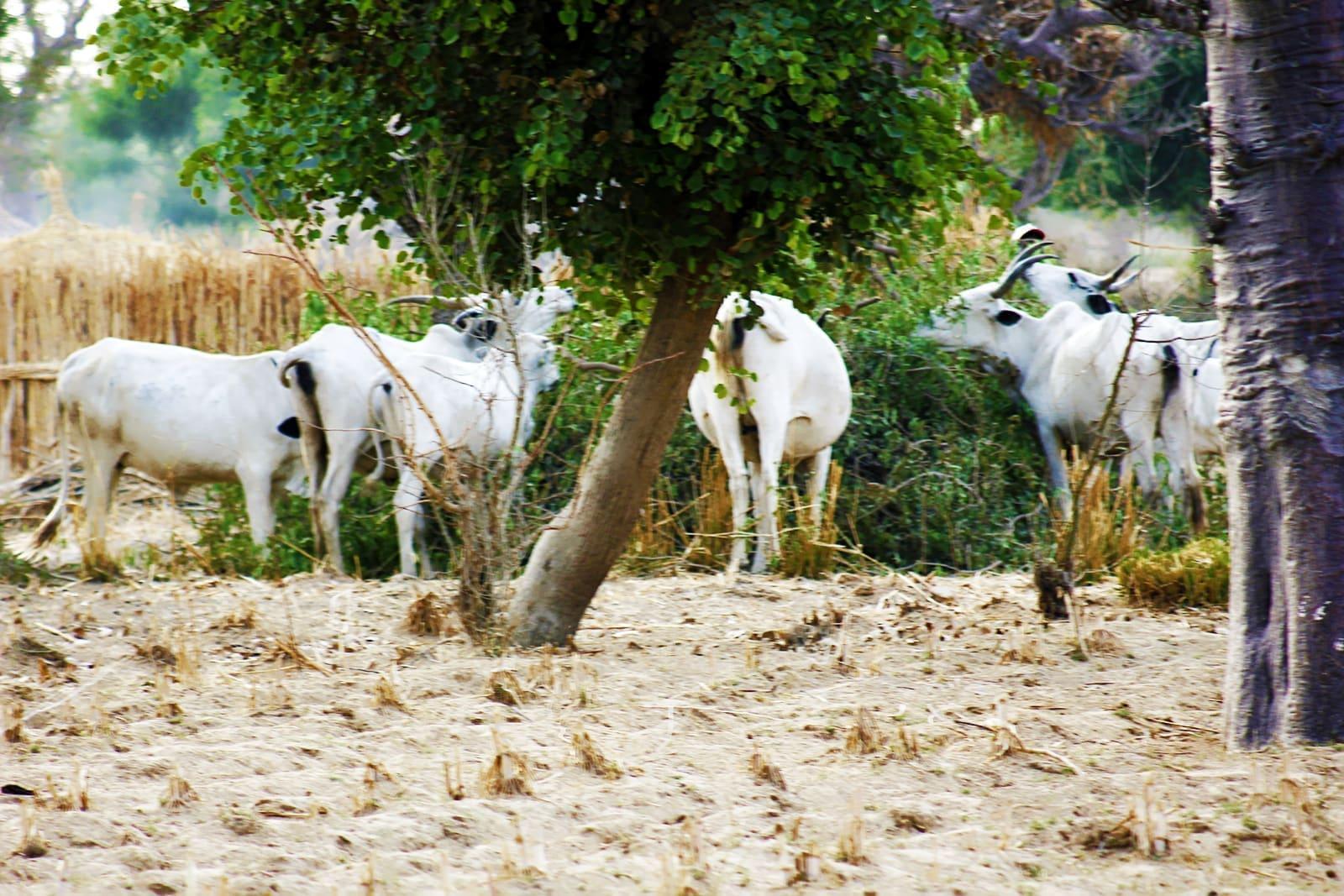 A herd of cattle grazing across open pasture