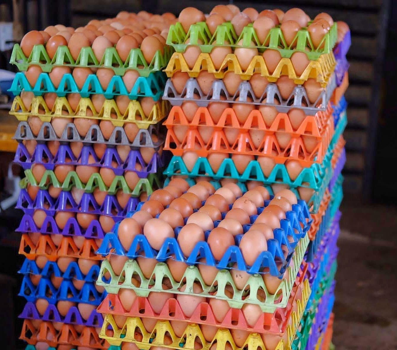 Freshly collected eggs sorted into stacked crates