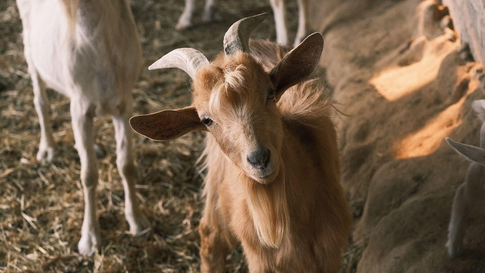A goat standing on dry pasture on a smallholding