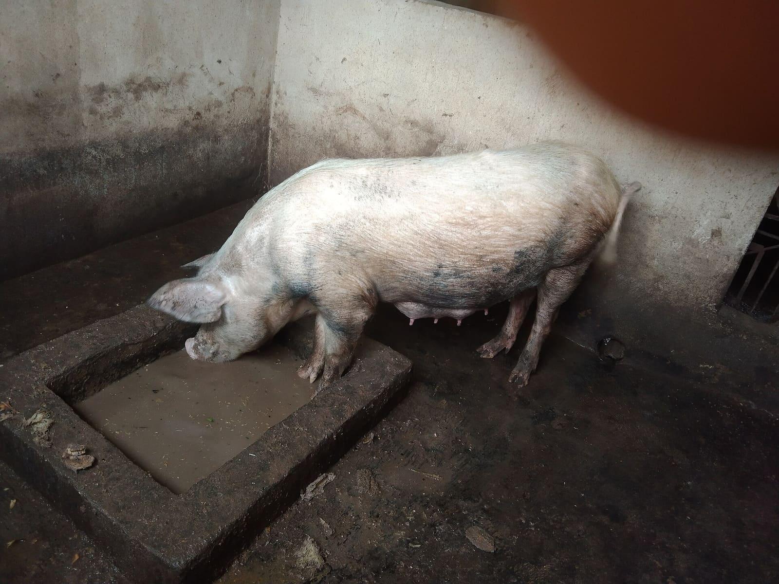 A pig in a clean, straw-bedded pen