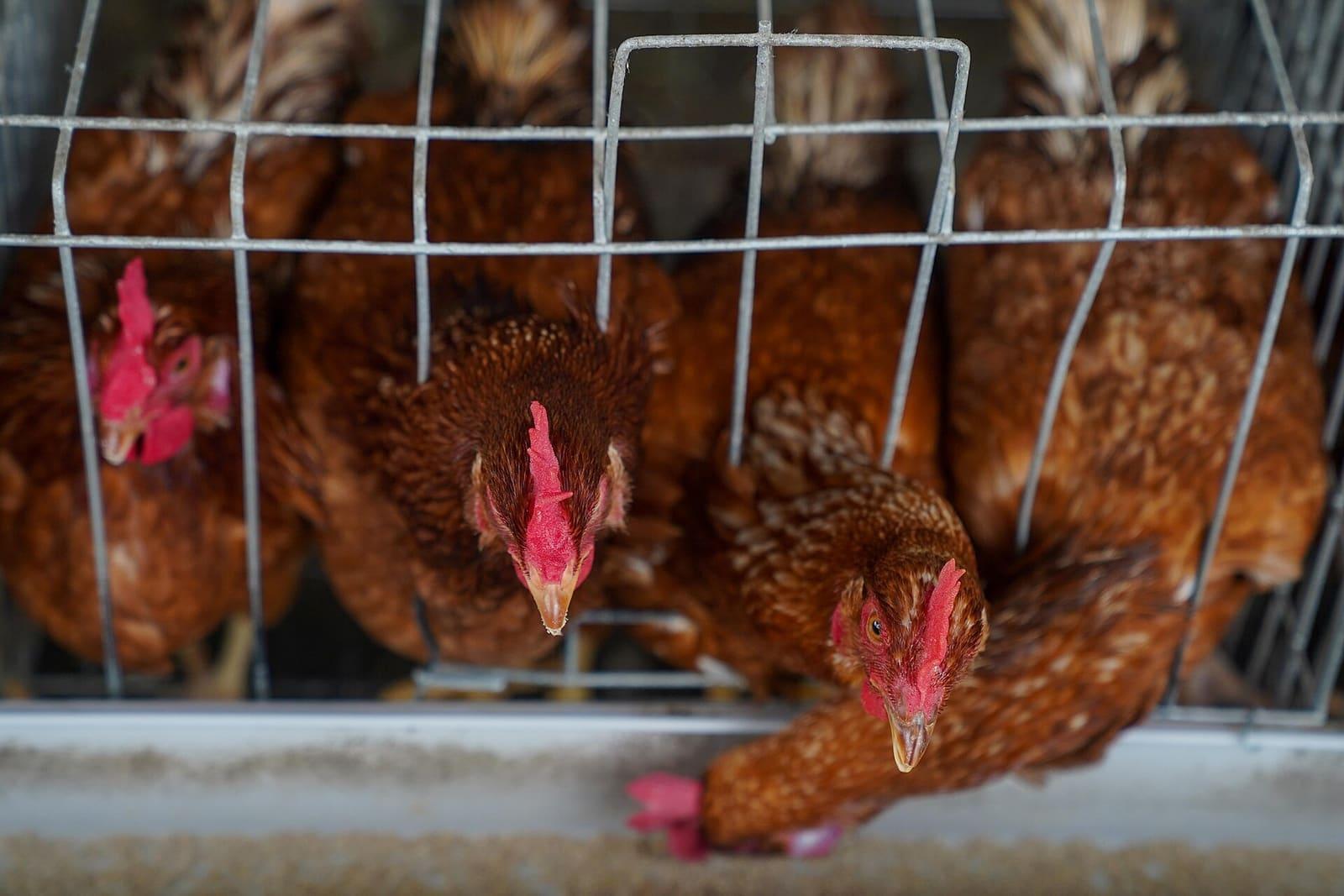 Laying hens in tiered housing inside a poultry farm