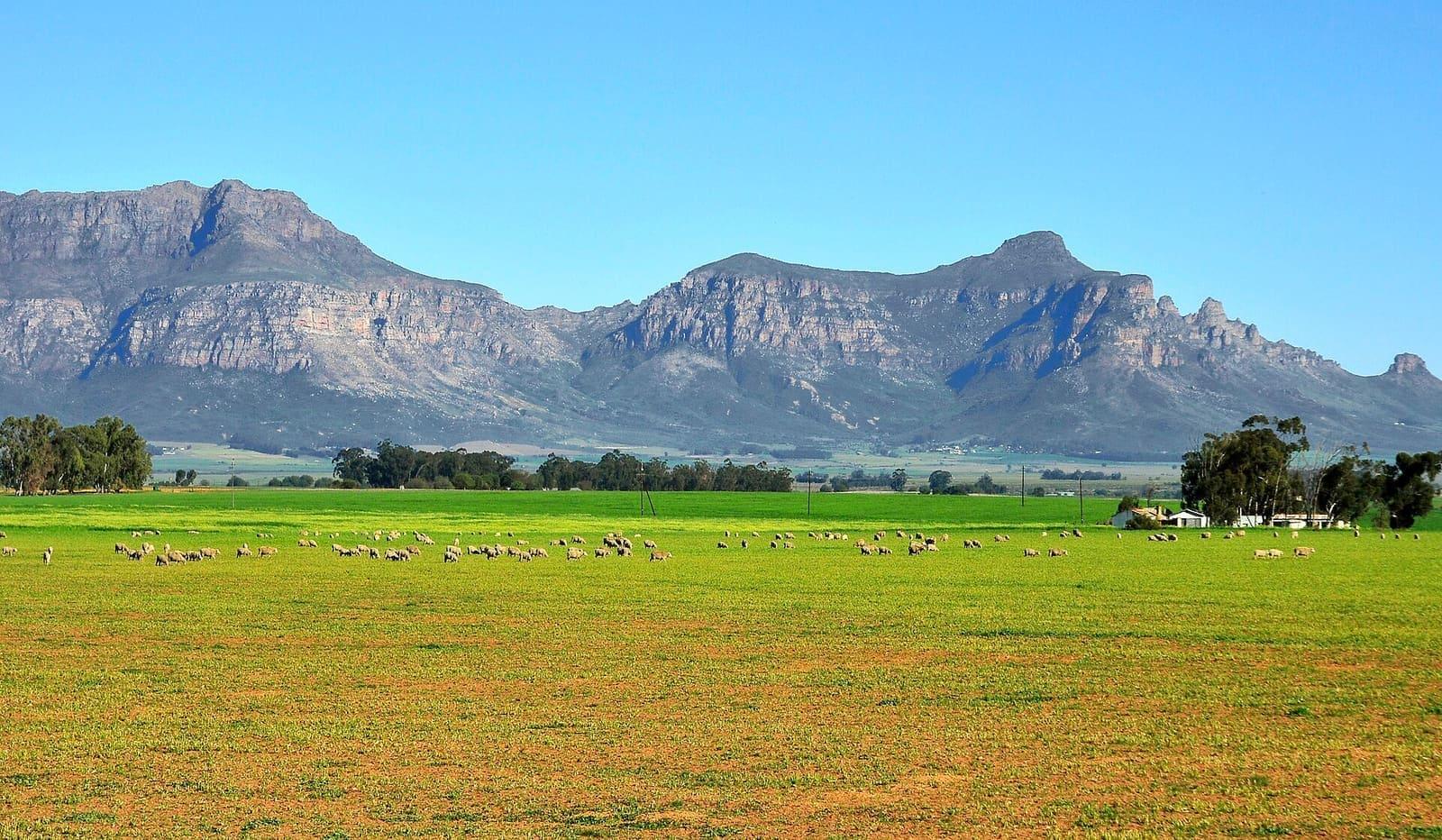 A flock of sheep grazing on pasture below a mountain range